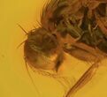 Mating Fossil Flies (Diptera) In Baltic Amber #58072-3